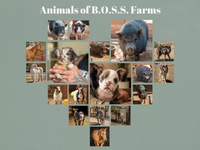 Help Build Boss Farms and Rescue Animals!